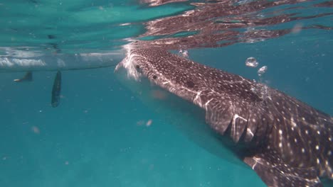 Underwater-view-of-a-whale-shark-gliding-in-the-clear-blue-waters-of-the-Philippines,-sunlight-dappling-on-its-skin