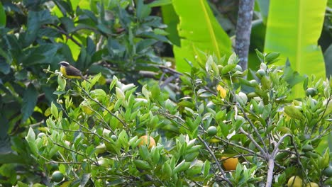 Ein-Kleiner-Gelbschnabel-Tyrann-Thront-Inmitten-üppiger-Grüner-Blätter,-Umgeben-Von-Leuchtenden-Früchten