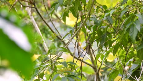 Colourful-Lesser-Kiskadee-bird-perched-on-small-branch-in-dense-woodland-before-flying-off