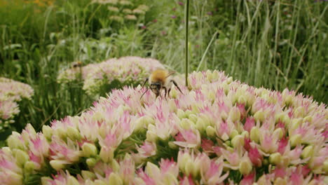 Wide-shot-bee-looking-for-nectar-on-stonecrop-flower-on-sunny-day-in-summer-in-park-garden