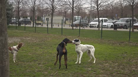 Hunde-Spielen-Und-Laufen-Im-Hundepark