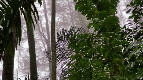 Regen-Im-Nebligen-Wald