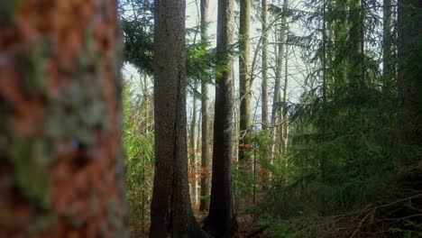 Atemberaubende-Waldlandschaft-Auf-Einem-Grünen-Wald-Mit-Der-Sonne-Durchscheinen,-Die-Die-Atmosphäre-Einer-Wundersamen-Märchenlandschaft-Zwischen-Hohen-Bäumen-Schafft