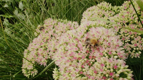 Handheld-bee-looking-for-nectar-on-stonecrop-flower-on-sunny-day-in-summer-in-park-garden