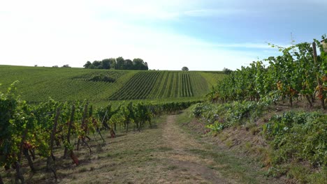 Vineyards-near-the-Church-in-Hunawihr-Village