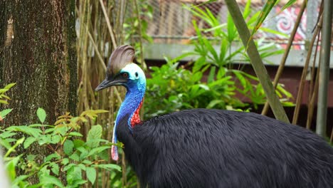 Large-flightless-black-bird,-Australian-southern-cassowary,-casuarius-casuarius-alerted-by-the-surroundings,-turn-around-and-staring-at-the-camera-in-the-wildlife-enclosure,-close-up-shot