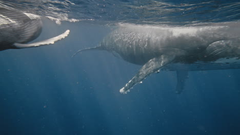 Super-Friendly-Humpback-Whale-Calf-Approaches-A-Swimmer-Too-Close-For-Comfort-As-The-Person-Quickly-Backs-Away-For-Personal-Space