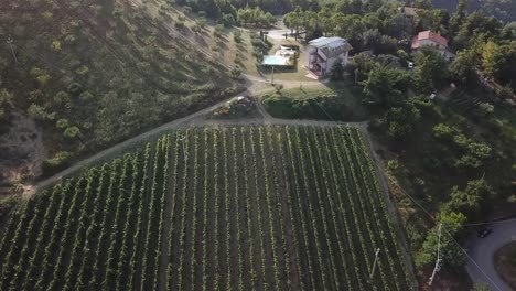 Aerial-shot-of-rows-of-vineyard-and-olive-trees-of-a-farmhouse-on-gentle-Italian-hills-in-Marche-region