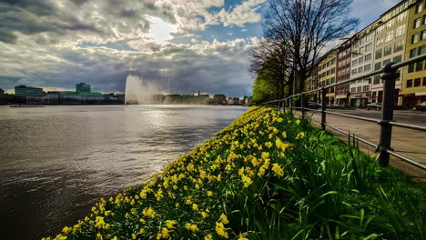 Time-lapse-De-Flores-Amarillas-Junto-Al-Lago-Binnenalster,-Día-De-Primavera-En-Hamburgo,-Alemania