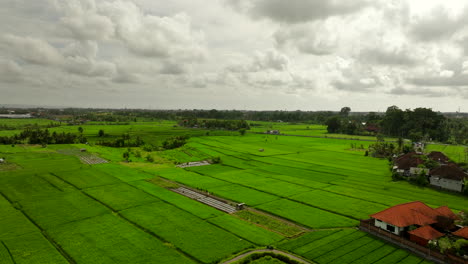 Campos-Cultivados-De-Arroz-Verde,-Paisaje-Asiático