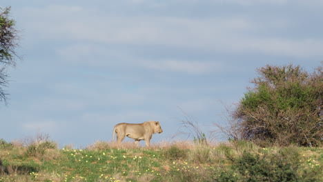 Lion-Walking-Away-In-African-Savanna---Wide-Shot