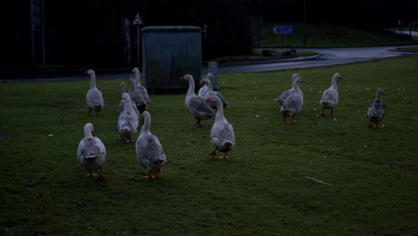 Gaggle-of-greylag-geese-walking-across-grass-in-front-of-road-in-evening-light