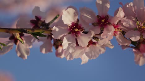 Detail-Einer-Rosa-Blume-Auf-Einem-Mandelbaumzweig-Mit-Dem-Himmel-Im-Hintergrund