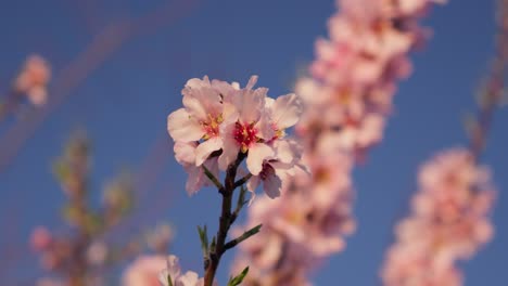 Bouquet-of-flowers-on-almond-branches-with-sky-in-background