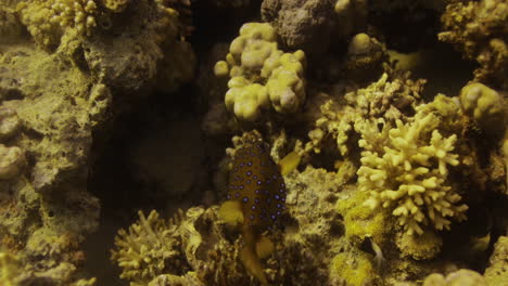 Trunk-Fish-or-Box-Fish-and-sometimes-called-Cow-Fish-,-Yellow-with-white-spots-between-the-corals-under-the-Red-Sea-of-Egypt