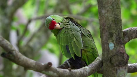 Exotic-red-crowned-amazon,-amazona-viridigenalis-perched-on-tree-branch,-preening-and-grooming-its-wing-feathers,-an-endangered-bird-species-due-to-habitat-destruction-and-illegal-pet-trade,-close-up