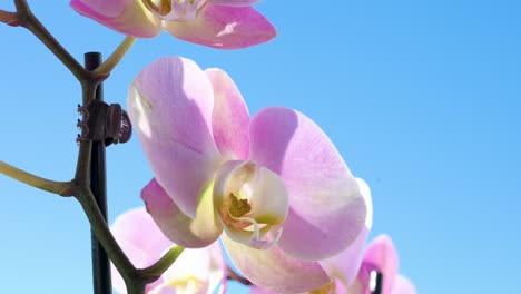 Close-up-detailed-view-of-pink-petaled-orchids,-belonging-to-the-Orchidaceae-family,-are-seen-against-a-backdrop-of-a-pristine-blue-sky