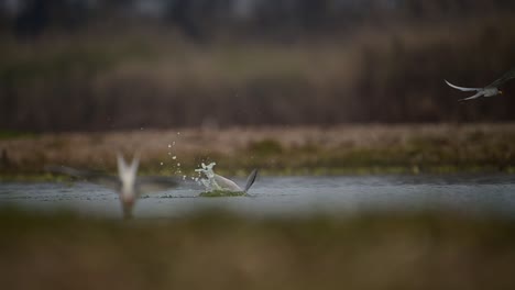 Los-Charranes-De-Río-Cazando-Peces-En-El-Lado-Del-Río.