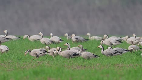the-Flock-of-bar-headed-goose-grazing-in-morning