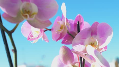 Close-up-view-of-pink-orchids,-members-of-the-Orchidaceae-family,-are-seen-against-a-clear-blue-sky