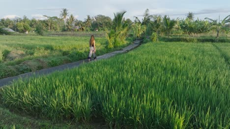 Seguimiento-De-Una-Fotografía-De-Un-Dron-De-Una-Mujer-Descalza-Caminando-Por-Arrozales-En-Ubud,-Bali,-Indonesia-Al-Amanecer.