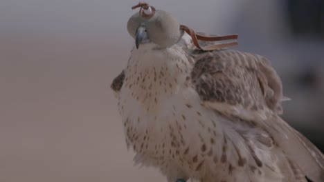 Close-up-of-a-falcon-in-Rouse-position-on-a-blurry-background,-in-slow-motion