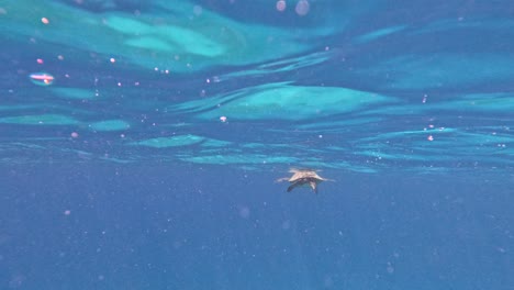 Sea-Turtle-Surfacing-To-Breathe-Before-Diving-Down-Beneath-The-Blue-Open-Sea