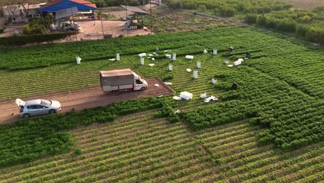 Murcia,-Spain,-February-22,-2024:-Aerial-view-of-farmers-picking-up-coriander-or-fennel-growing-in-agricultural-plantation-at-sunrise