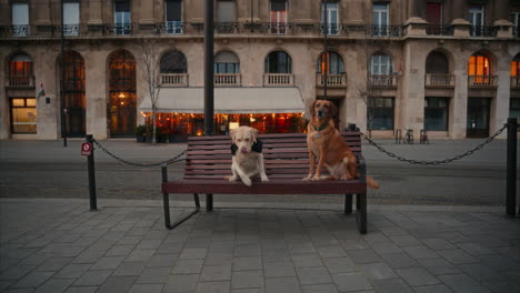 Tourist-dogs-sitting-on-a-bench-and-enjoying-the-view,-Labrador-sitting-then-jumping-off-a-bench,-puppies-chilling-on-the-street-and-looking-around,-Budapest,-Hungary,-beautiful-afternoon-cityscape