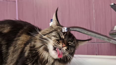 Cute-Maine-Coon-cat-drinking-water-from-tap