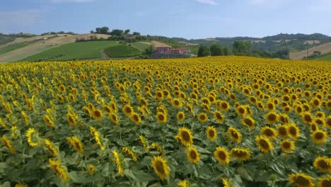 Aerial-shot-of-sunflower-field-on-gentle-Italian-hills-with-hay-bales-and-a-farmhouse