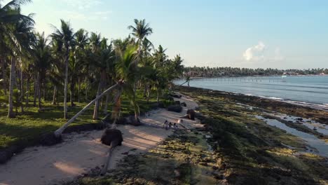 Bosque-Costero-Y-Cocoteros-Colapsados-En-La-Playa-De-Arena-Debido-A-La-Erosión-Del-Suelo