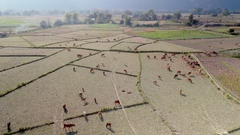 Cows-grazing-on-dry-rice-field