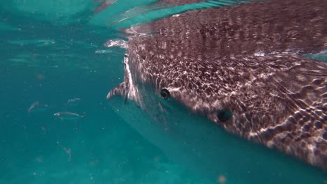 Underwater-view-of-a-gentle-whale-shark-feeding-and-gliding-in-the-clear-blue-waters-of-the-Philippines