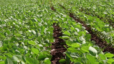 Wind-Gently-Swaying-Soybean-Plants-in-a-Farm-Field,-Slow-Motion