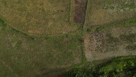 Una-Persona-Solitaria-Que-Trabaja-En-Diversos-Patrones-De-Tierras-De-Cultivo-En-La-Isla-De-Bohol,-Filipinas,-Vista-Aérea