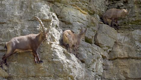 Family-of-Capra-ibex-hiking-and-resting-on-steep-rocky-mountain-cliff-in-sun