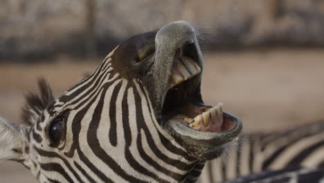 Tourist-Fütterung-Eines-Zebras-Hautnah-Tier-Tierwelt