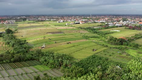 Vista-Aérea-De-Los-Campos-De-Arroz-Dorado-En-Las-Afueras-Urbanas-De-Denpasar,-Bali,-Indonesia.