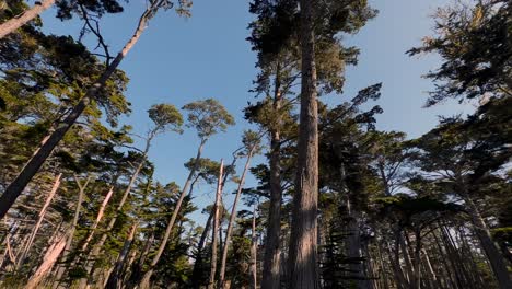 Monterey-Cypress-tree-forest-at-California-seaside-coast-along-17-Mile-Drive