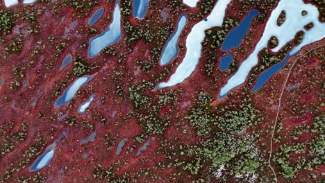Aerial-view-of-a-vast-frozen-swamp,-with-path-and-vibrant-green-and-red-plants