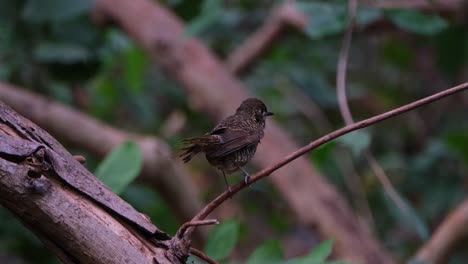 Seen-from-it-back-while-perched-on-a-small-vine-as-it-is-shaking-its-wings-and-feathers-to-dry,-White-throated-Rock-Thrush-Monticola-gularis,-Thailand