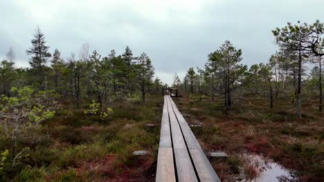 Wooden-boardwalk-winding-through-a-swamp,-with-tall-green-trees-and-a-cloudy-sky-in-the-background