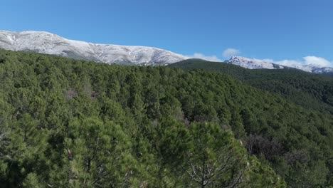 Vuelo-Ascendente-Con-Un-Dron-Realizando-Un-Efecto-Sorpresa-Visualizando-Un-Pino-Y-Descubriendo-Un-Hermoso-Paisaje-De-Un-Bosque-De-Pinos-Con-Montañas-Nevadas-En-Una-Mañana-De-Invierno-ávila-España