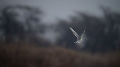 The-River-tern-Fishing-in-Lake-Side