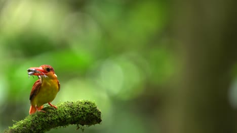 Rotrücken-Eisvogel-Oder-Ceyx-Rufidorsa