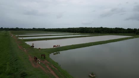 Wilde-Pferde-Grasen-Entlang-Bewässerter-Reisfelder,-Bayaguana,-Comatillo-In-Der-Dominikanischen-Republik