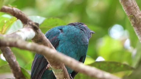 Female-Asian-fairy-bluebird-perched-on-tree-branch-amidst-the-forest,-chirping-softly-as-she-scratched-her-head,-fluffed-up-her-feathers,-and-curiously-wondering-surroundings