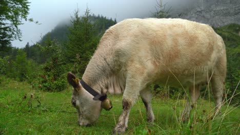 Young-White-Alpine-Cow-Eats-Grass-in-Gosausee