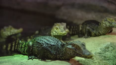 cuviers-dwarf-caiman-exiting-the-water-little-creepy-critters